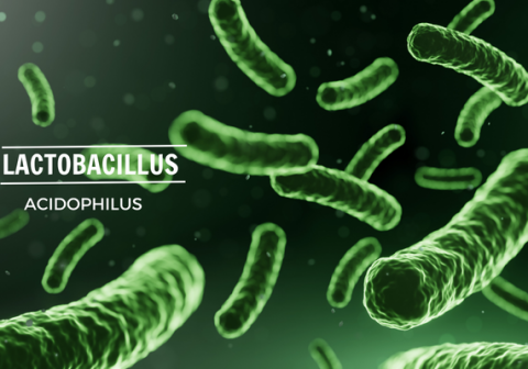 Lactobacillus là gì? Có tác dụng gì với sức khỏe?